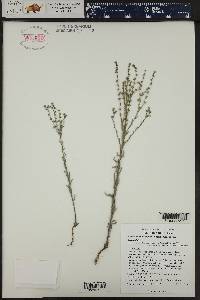 Lappula occidentalis var. occidentalis image