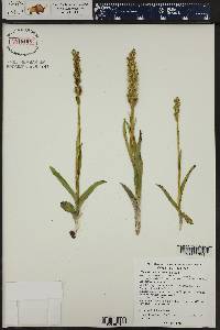 Platanthera hyperborea image