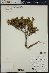 Juniperus communis var. saxatilis image