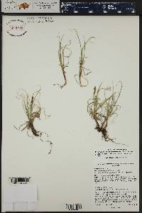 Carex rupestris image