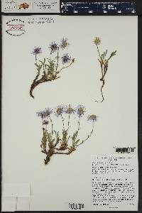 Erigeron leiomerus image