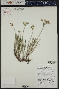 Eriogonum lonchophyllum image