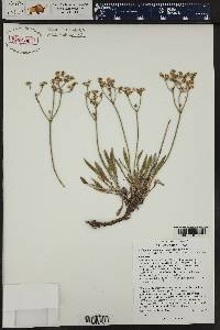 Eriogonum lonchophyllum image