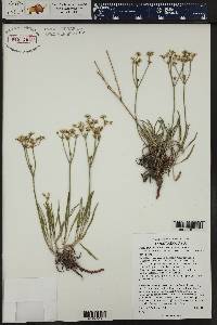 Eriogonum lonchophyllum image