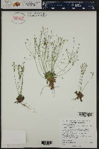 Androsace septentrionalis image