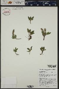 Salix petrophila image