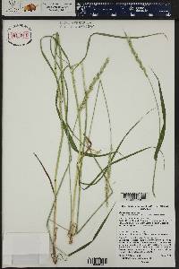 Elymus glaucus image