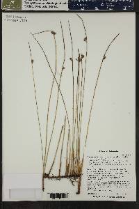 Juncus balticus subsp. ater image