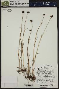 Juncus mertensianus image