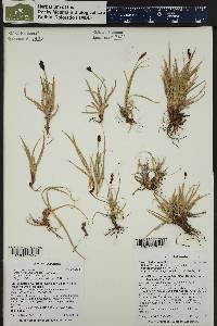 Carex rupestris image