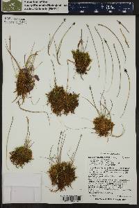 Carex gynocrates image