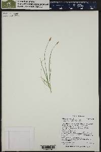 Carex nigricans image