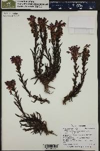 Pedicularis crenulata image