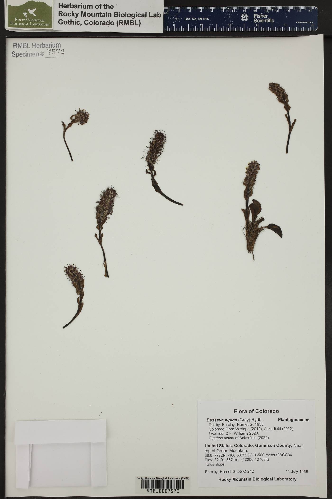 Besseya alpina image