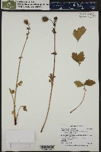 Geum macrophyllum image