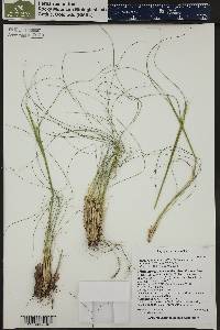 Hesperostipa comata image