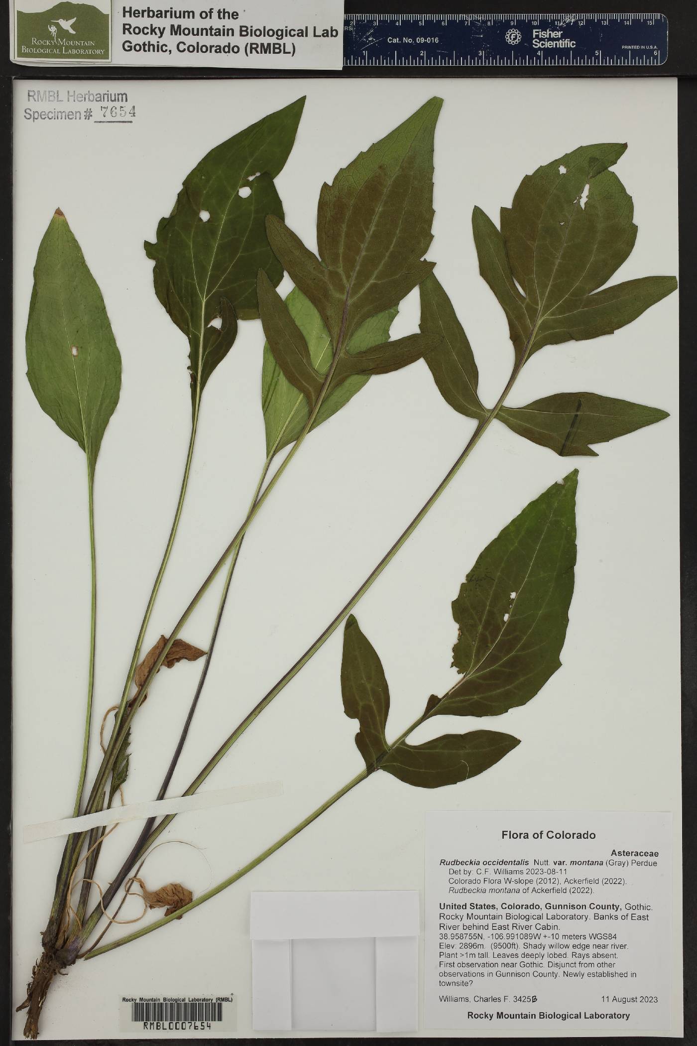 Rudbeckia occidentalis var. montana image