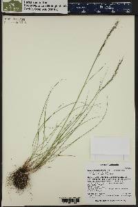 Hesperostipa comata image