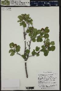 Amelanchier alnifolia image