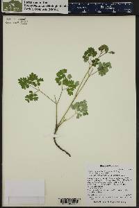 Thalictrum fendleri image