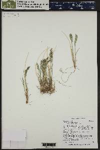 Poa glauca image