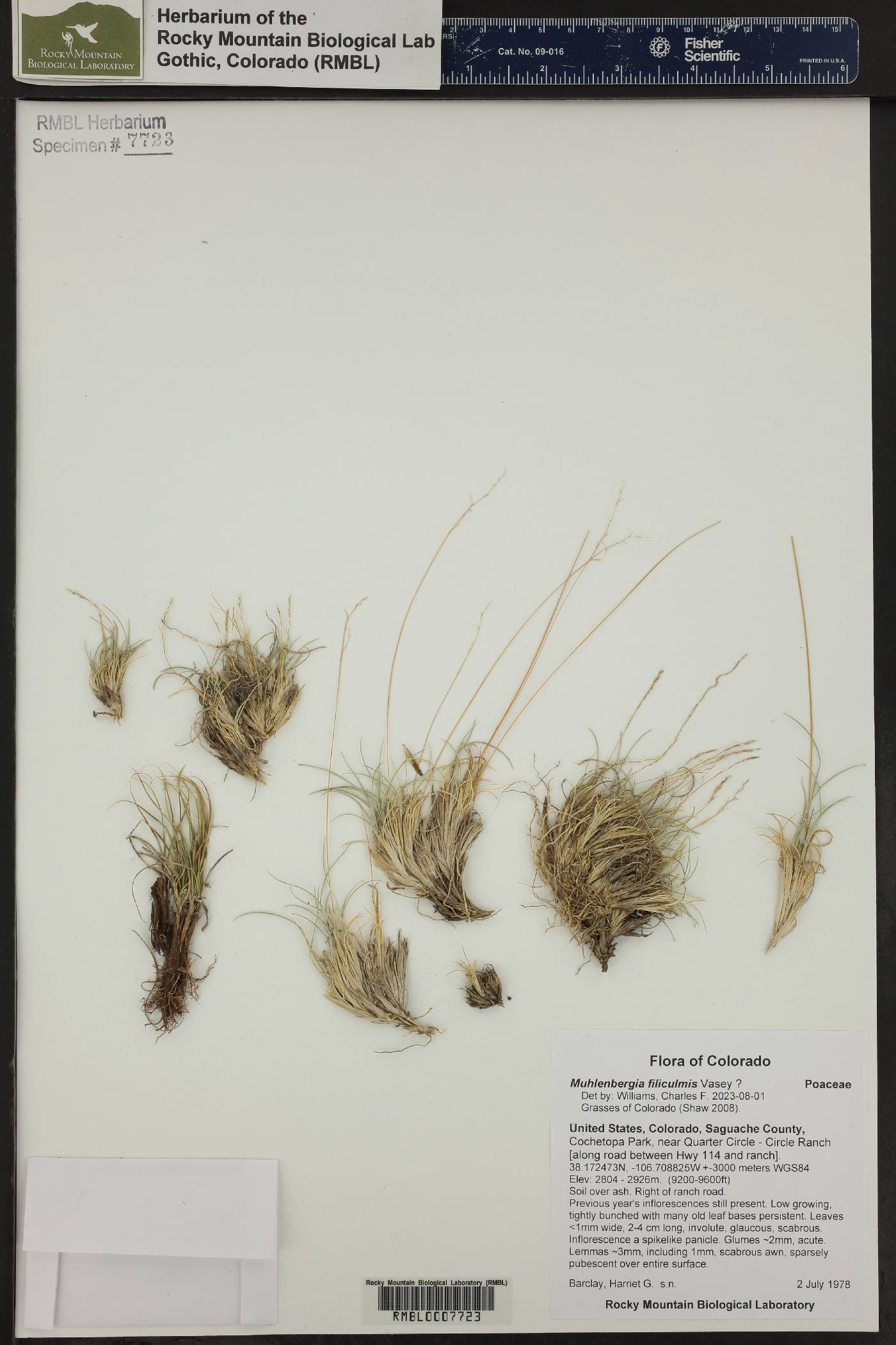 Muhlenbergia filiculmis image