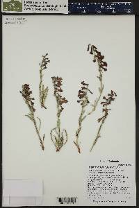 Penstemon angustifolius image