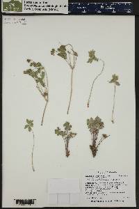 Geranium caespitosum image