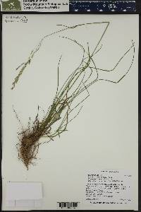 Poa stenantha image