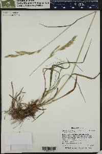 Bromus carinatus image