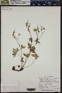 Geranium richardsonii image