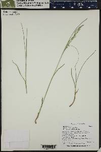 Poa glauca image