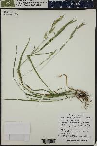 Bromus inermis var. inermis image