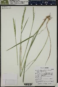 Elymus lanceolatus image