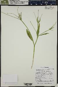 Ranunculus alismifolius image