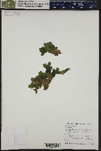 Marchantia polymorpha image