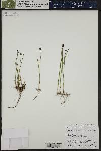 Juncus nevadensis image