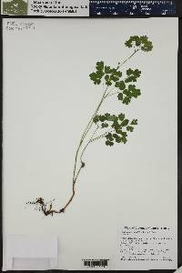 Thalictrum fendleri image