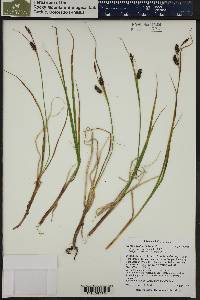 Carex saxatilis image