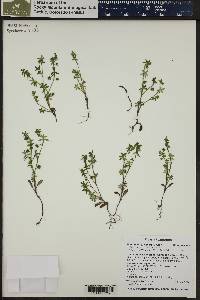 Nemophila breviflora image