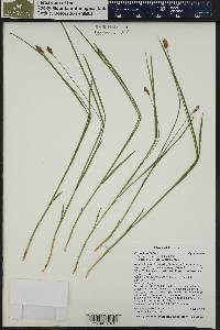 Carex hoodii image