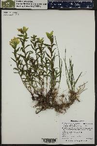 Castilleja septentrionalis image