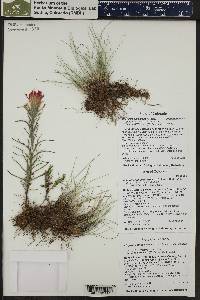 Castilleja chromosa image