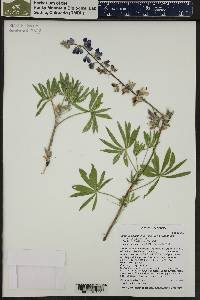 Lupinus polyphyllus image