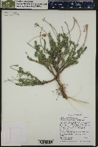 Chrysothamnus depressus image