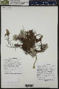 Antennaria parvifolia image