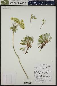 Eriogonum umbellatum var. majus image