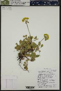 Eriogonum umbellatum var. aureum image