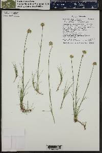 Eremogone congesta image