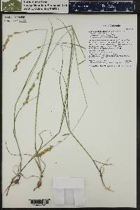 Bromelica spectabilis image
